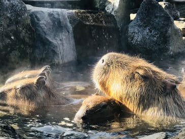 伊豆シャボテン動物公園に投稿された画像（2022/1/30）