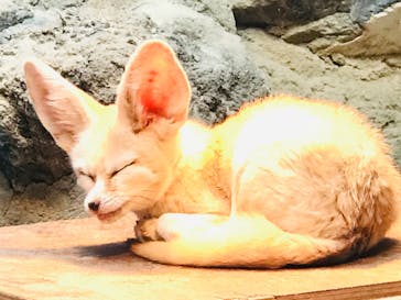 伊豆シャボテン動物公園に投稿された画像（2022/1/30）