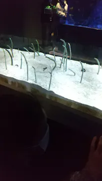 すみだ水族館に投稿された画像（2022/1/30）