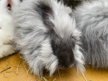 神戸どうぶつ王国に投稿された画像（2022/1/30）