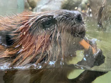 神戸どうぶつ王国に投稿された画像（2022/1/30）