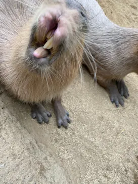 神戸どうぶつ王国に投稿された画像（2022/1/30）