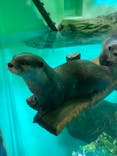 しながわ水族館に投稿された画像（2022/1/30）