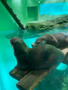 しながわ水族館に投稿された画像（2022/1/30）