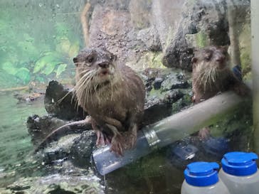 伊豆シャボテン動物公園に投稿された画像（2022/1/30）