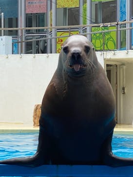 伊豆・三津シーパラダイスに投稿された画像（2022/1/30）