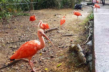 ネオパークオキナワに投稿された画像（2022/1/30）