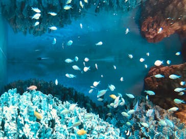 サンシャイン水族館に投稿された画像（2022/1/30）