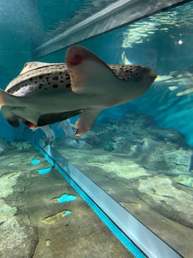 アクアワールド茨城県大洗水族館に投稿された画像（2022/1/30）