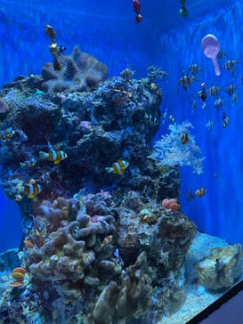 アクアワールド茨城県大洗水族館に投稿された画像（2022/1/30）