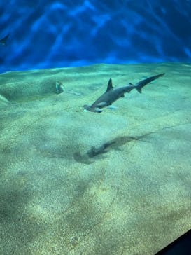 アクアワールド茨城県大洗水族館に投稿された画像（2022/1/30）