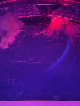 アクアワールド茨城県大洗水族館に投稿された画像（2022/1/30）