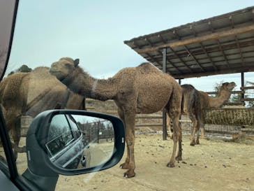 群馬サファリパークに投稿された画像（2022/1/30）