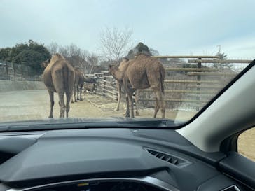 群馬サファリパークに投稿された画像（2022/1/30）