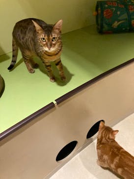 Moff animal world MARK IS みなとみらい店に投稿された画像（2022/1/30）