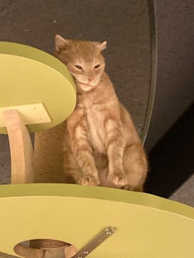 Moff animal world MARK IS みなとみらい店に投稿された画像（2022/1/30）