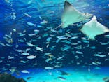 サンシャイン水族館に投稿された画像（2022/1/30）