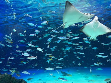 サンシャイン水族館に投稿された画像（2022/1/30）