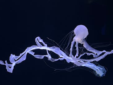 サンシャイン水族館に投稿された画像（2022/1/30）