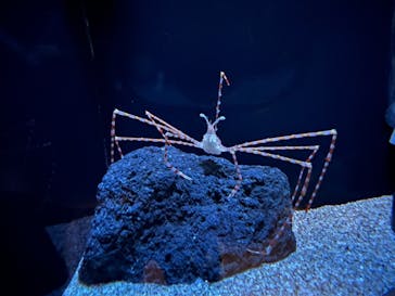 サンシャイン水族館に投稿された画像（2022/1/30）