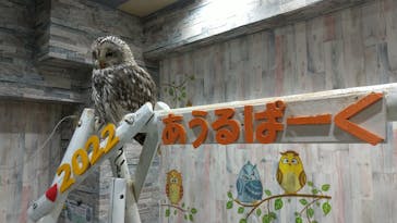 あうるぱーく フクロウカフェ池袋に投稿された画像（2022/1/30）