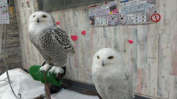 あうるぱーく フクロウカフェ池袋に投稿された画像（2022/1/30）