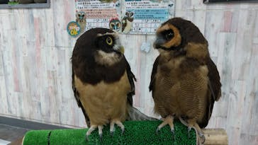 あうるぱーく フクロウカフェ池袋に投稿された画像（2022/1/30）