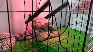 あうるぱーく フクロウカフェ池袋に投稿された画像（2022/1/30）