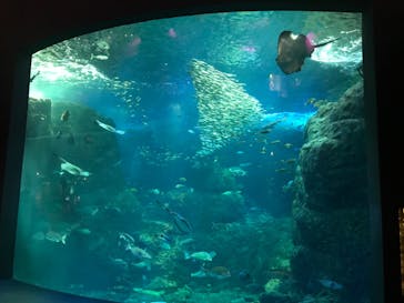 新江ノ島水族館に投稿された画像（2022/1/30）