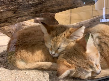 ネオパークオキナワに投稿された画像（2022/1/30）