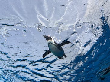 サンシャイン水族館に投稿された画像（2022/1/30）