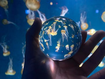 新江ノ島水族館に投稿された画像（2022/1/30）