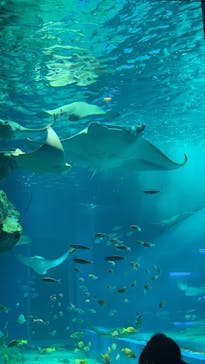 マクセル アクアパーク品川に投稿された画像（2022/1/30）