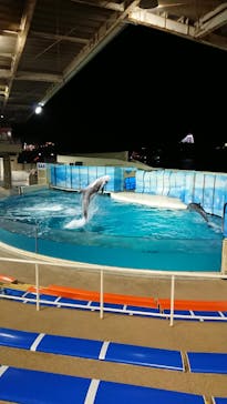 新江ノ島水族館に投稿された画像（2022/1/30）