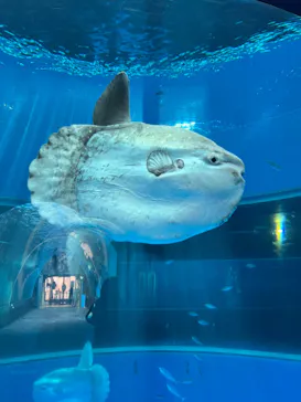 横浜・八景島シーパラダイスに投稿された画像（2022/1/31）