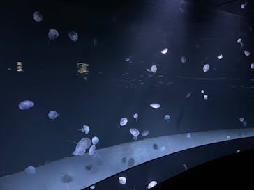 サンシャイン水族館に投稿された画像（2022/2/1）