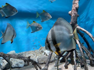 サンシャイン水族館に投稿された画像（2022/2/1）