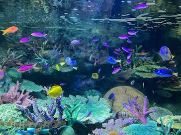 サンシャイン水族館に投稿された画像（2022/2/1）