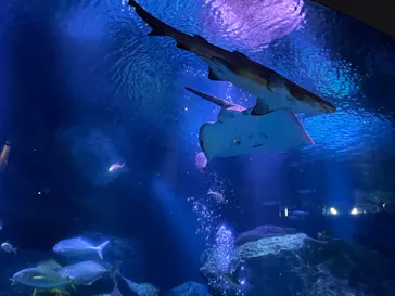 すみだ水族館に投稿された画像（2022/2/1）