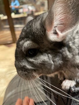 Moff animal world MARK IS みなとみらい店に投稿された画像（2022/2/1）