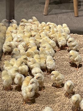 Moff animal world MARK IS みなとみらい店に投稿された画像（2022/2/1）