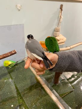 Moff animal cafe MARKIS 福岡ももち店に投稿された画像（2022/2/1）