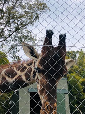 しろとり動物園に投稿された画像（2022/2/2）