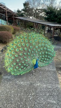 伊豆シャボテン動物公園に投稿された画像（2022/2/2）