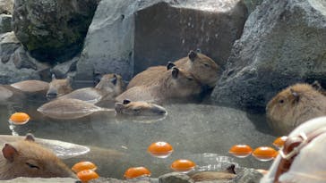 伊豆シャボテン動物公園に投稿された画像（2022/2/2）