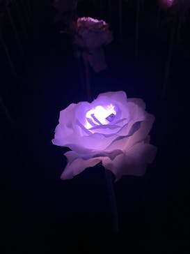 東京メガイルミに投稿された画像（2022/2/2）