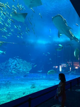 沖縄美ら海水族館に投稿された画像（2022/2/2）