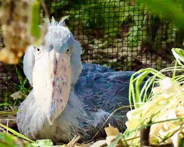 神戸どうぶつ王国に投稿された画像（2022/2/2）