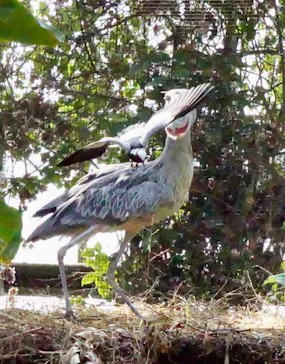 神戸どうぶつ王国に投稿された画像（2022/2/2）