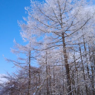 パインビークスキー場に投稿された画像（2022/2/2）
